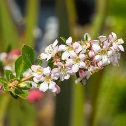 Escallonia Apple Blossom - Fleurit tout l'été sans effort