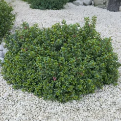 Escalonia Red Dream - Fleurs rouges tout l'été