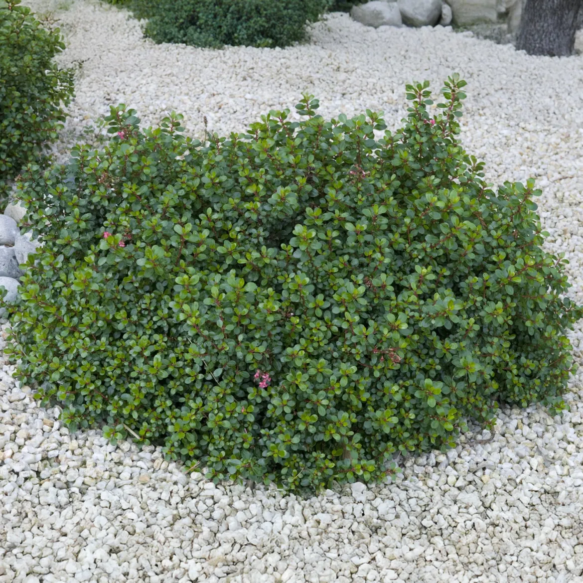 Escalonia Red Dream - Fleurs rouges tout l'été