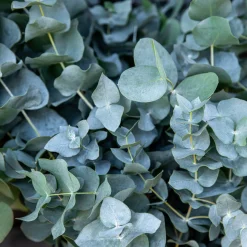 Eucalyptus Baby Blue EXTRA - Le feuillage bleu qui sublime