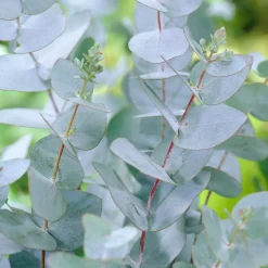 Eucalyptus Baby Blue EXTRA - Le feuillage bleu qui sublime