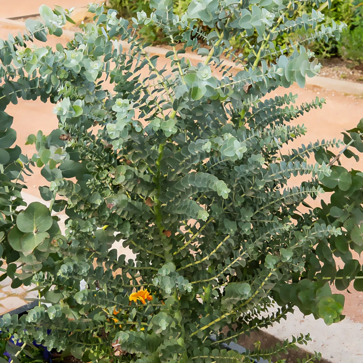 Eucalyptus cendré Silver Dollar - Feuillage argenté déco
