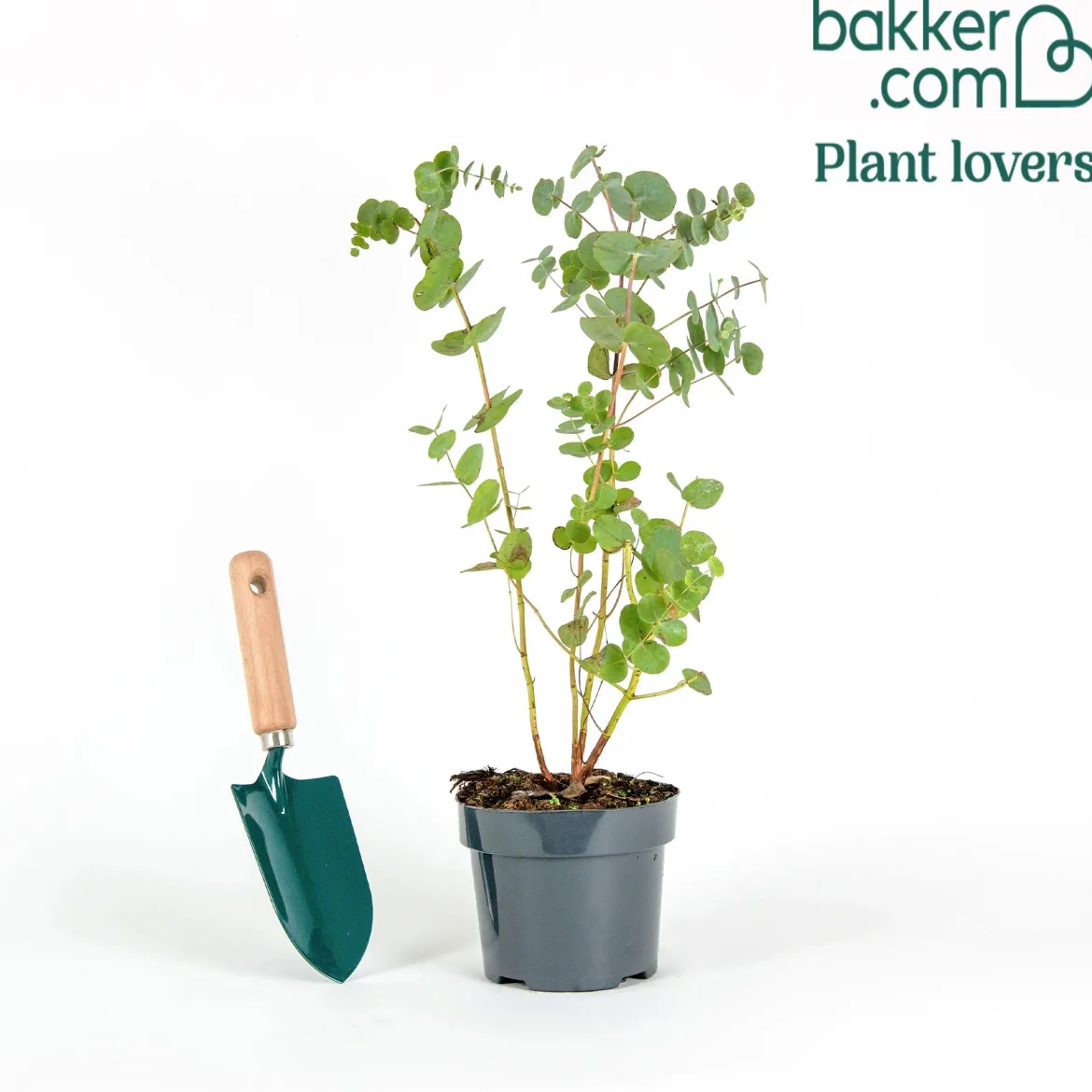 Eucalyptus cendré Silver Dollar - Feuillage argenté déco