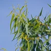 Eucalyptus citronné - L'arbre parfum citron anti-moustique