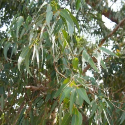 Eucalyptus citronné - L'arbre parfum citron anti-moustique