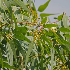 Eucalyptus citronné - L'arbre parfum citron anti-moustique