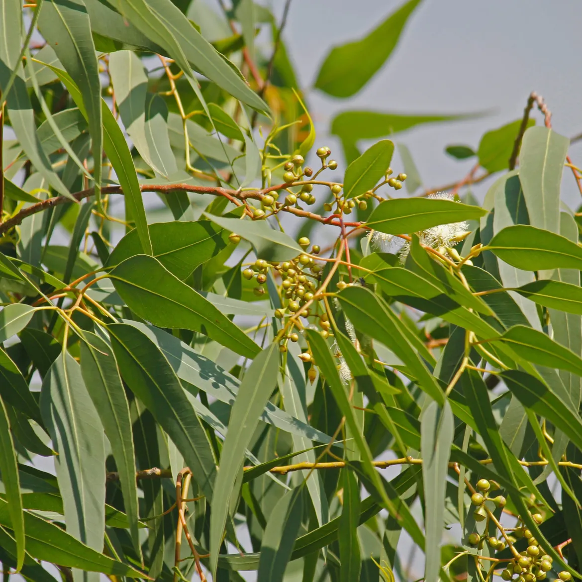 Eucalyptus citronné - L'arbre parfum citron anti-moustique