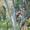 Eucalyptus gunnii Blue Ice - Un feuillage bleu givré