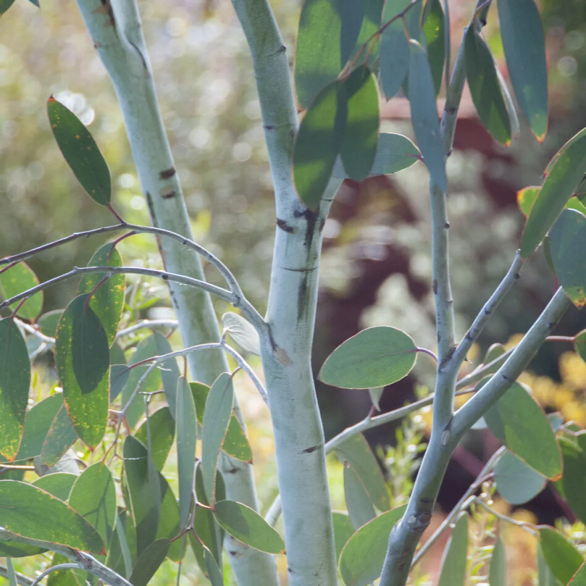Eucalyptus gunnii Blue Ice - Un feuillage bleu givré