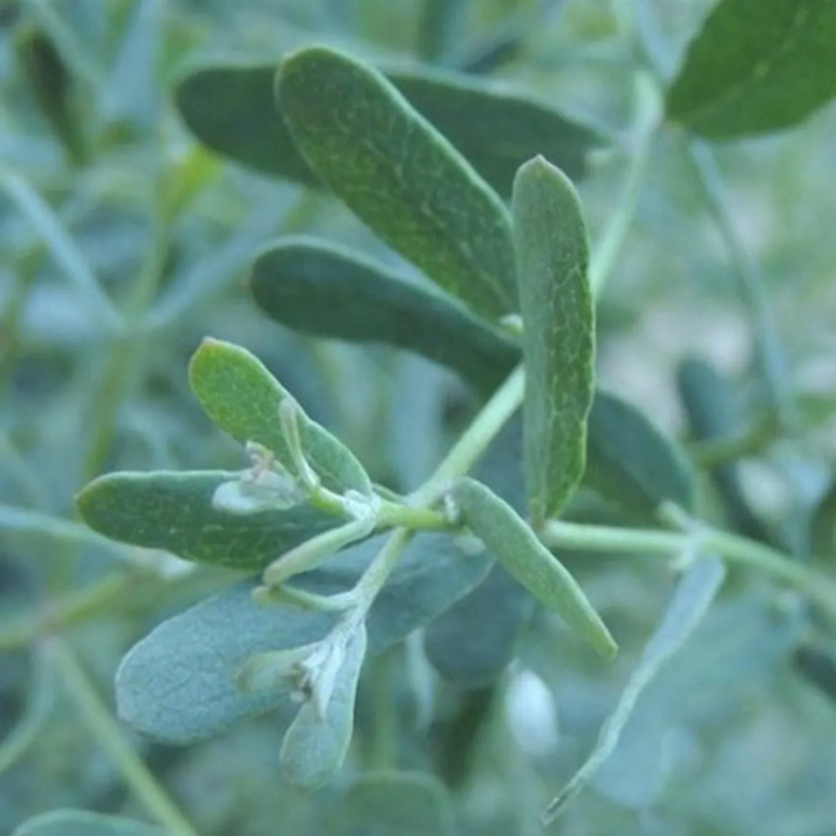 Eucalyptus gunnii France Bleu ® Rengun - Le bleu qui tient tout l'hiver