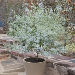 Eucalyptus gunnii France Bleu ® Rengun - Le bleu qui tient tout l'hiver