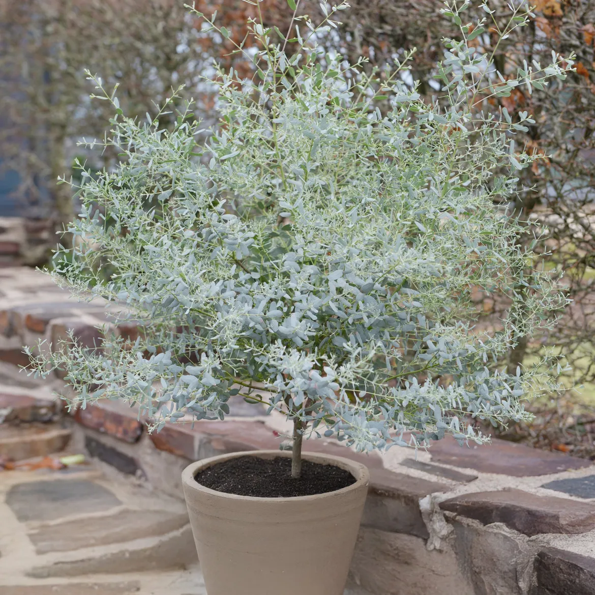Eucalyptus gunnii France Bleu ® Rengun - Le bleu qui tient tout l'hiver