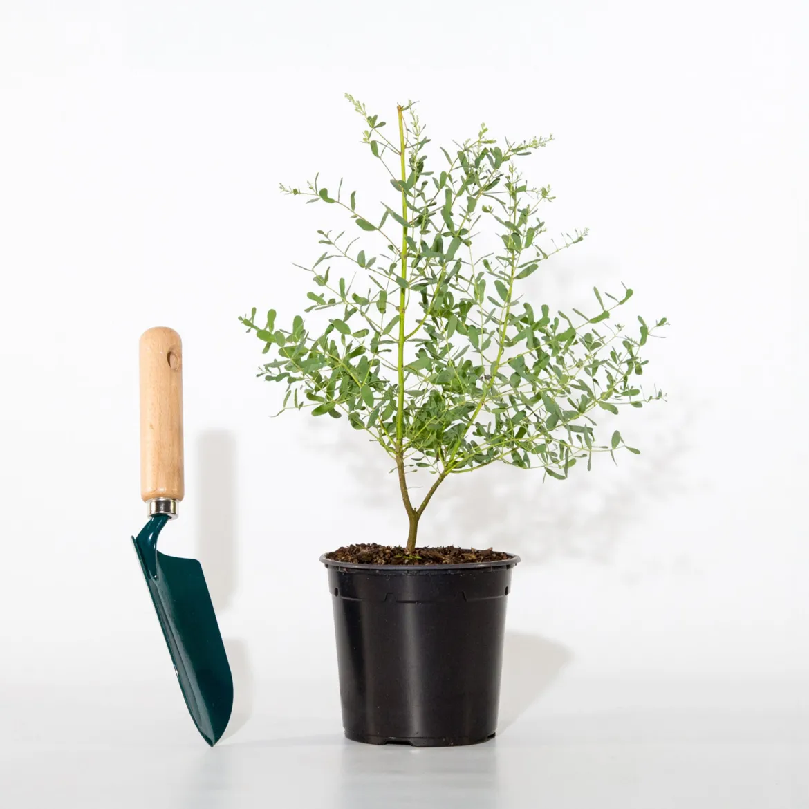 Eucalyptus gunnii France Bleu ® Rengun - Le bleu qui tient tout l'hiver