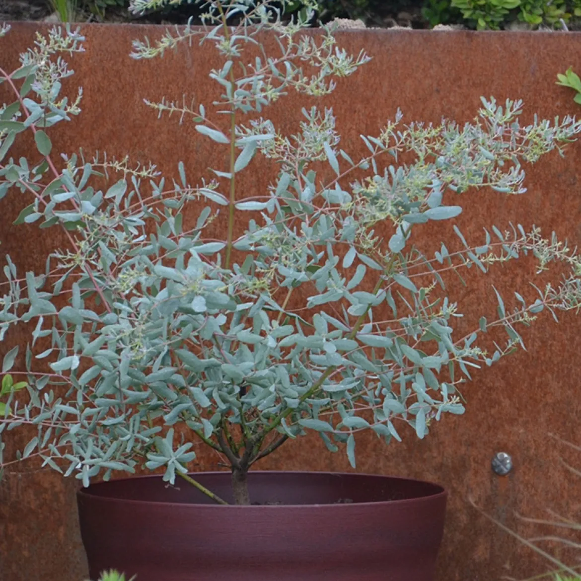 Eucalyptus gunnii France Bleu ® Rengun - Le bleu qui tient tout l'hiver