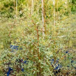Eucalyptus gunnii France Bleu ® Rengun - Le bleu qui tient tout l'hiver