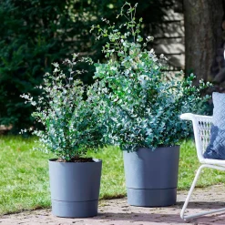 Eucalyptus gunnii - Un feuillage bleuté toute l'année