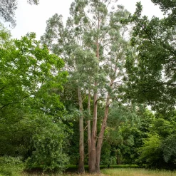 Eucalyptus gunnii - Un feuillage bleuté toute l'année