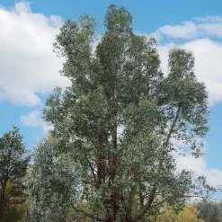Eucalyptus gunnii - Un feuillage bleuté toute l'année