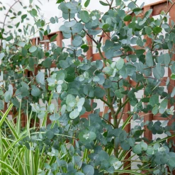 Eucalyptus gunnii - Un feuillage bleuté toute l'année