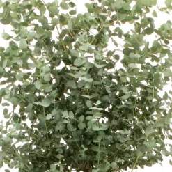 Eucalyptus gunnii - Un feuillage bleuté toute l'année