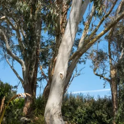Eucalyptus gunnii - Un feuillage bleuté toute l'année