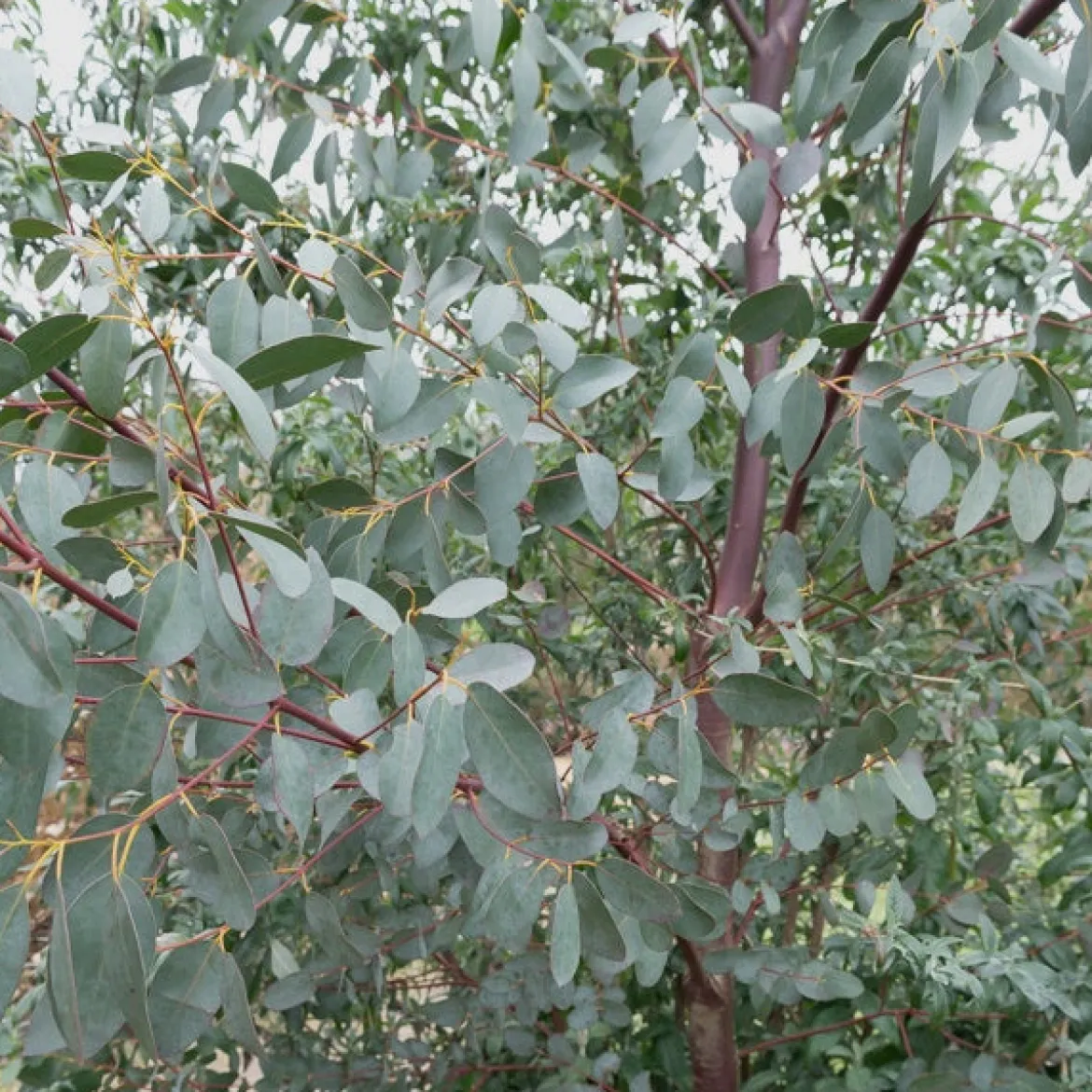 Eucalyptus parviflora - Effet feuillage argenté direct