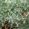 Eucalyptus Silverana - Un nuage argenté persistant