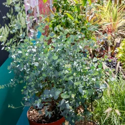 Eucalyptus Silverana - Un nuage argenté persistant
