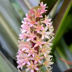Eucomis Sparkling Burgundy® - L'exotisme facile au jardin