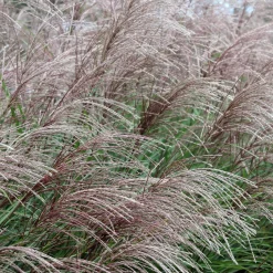 Eulalie China - Rideau rouge dès l'été