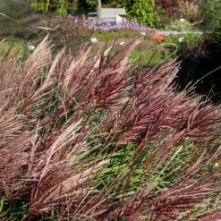 Eulaliee Red Chief - Des plumeaux rouges tout l'automne