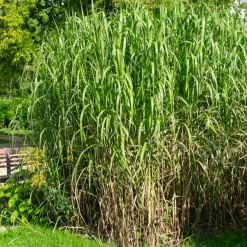 Eulalie gigantesque - Un écran vert en une saison