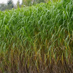 Eulalie gigantesque - Un écran vert en une saison