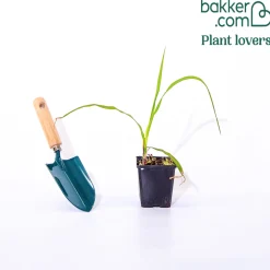 Eulalie gigantesque - Un écran vert en une saison