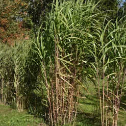 Eulalie gigantesque - Un écran vert en une saison