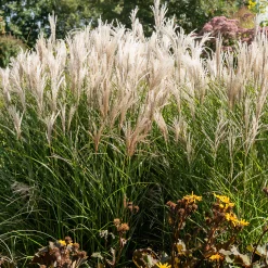 Eulalie Kleine Fontäne - Des fontaines de plumes