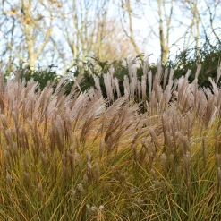 Eulalie Malepartus - Un rideau vivant au jardin