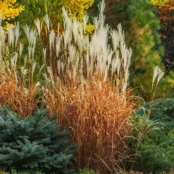 Eulalie Purpurascens - Feu d'automne au jardin