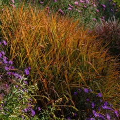 Eulalie Purpurascens - Feu d'automne au jardin