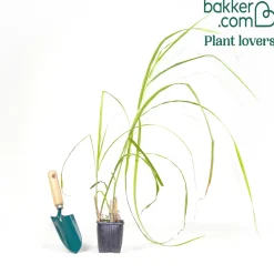 Eulalie Silberfeder - Panaches légers au jardin