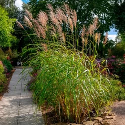Eulalie Silberfeder - Panaches légers au jardin