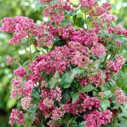 Eupatoire chanvrine Plenum - Un aimant à papillons
