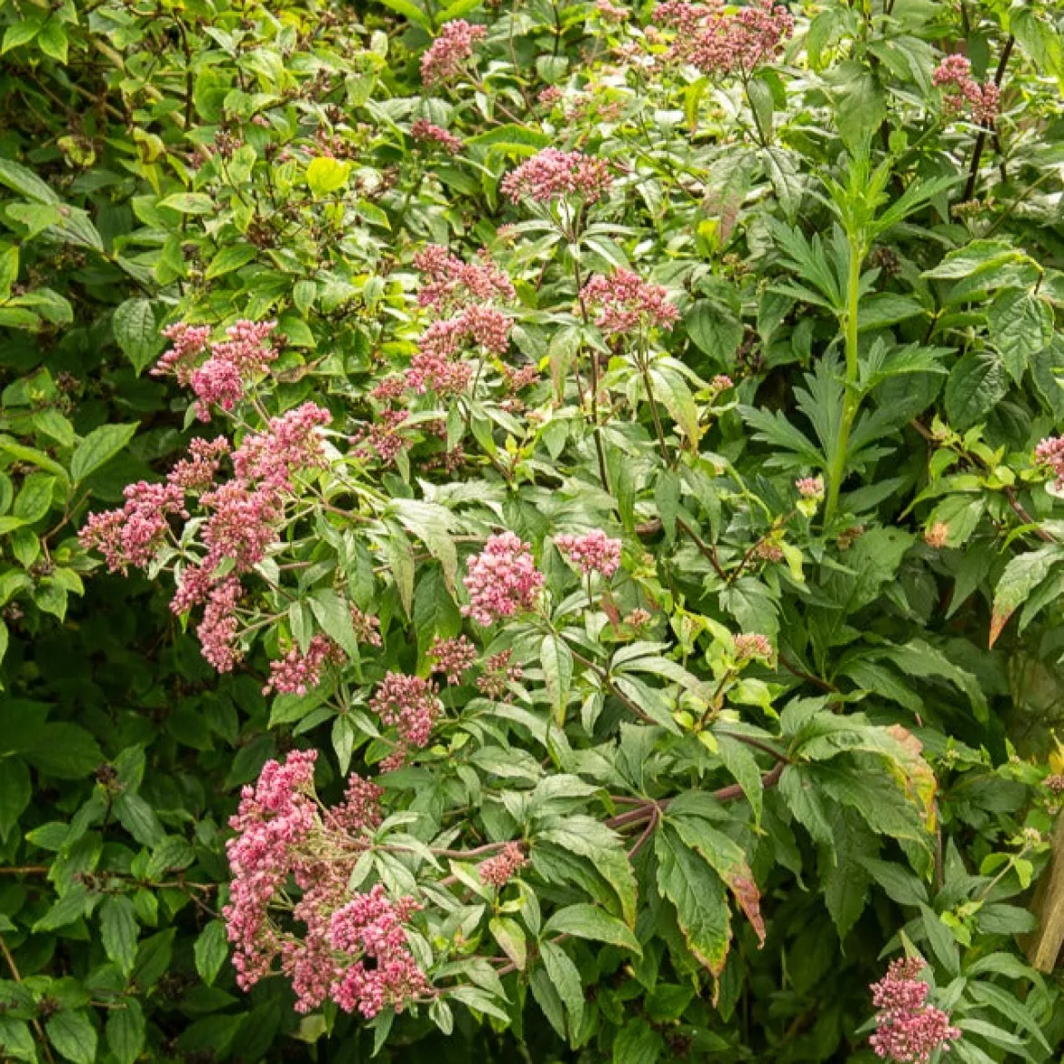 Eupatoire chanvrine Plenum - Un aimant à papillons