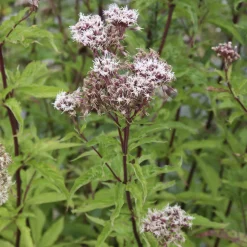 Eupatoire chanvrine - Un aimant à papillons