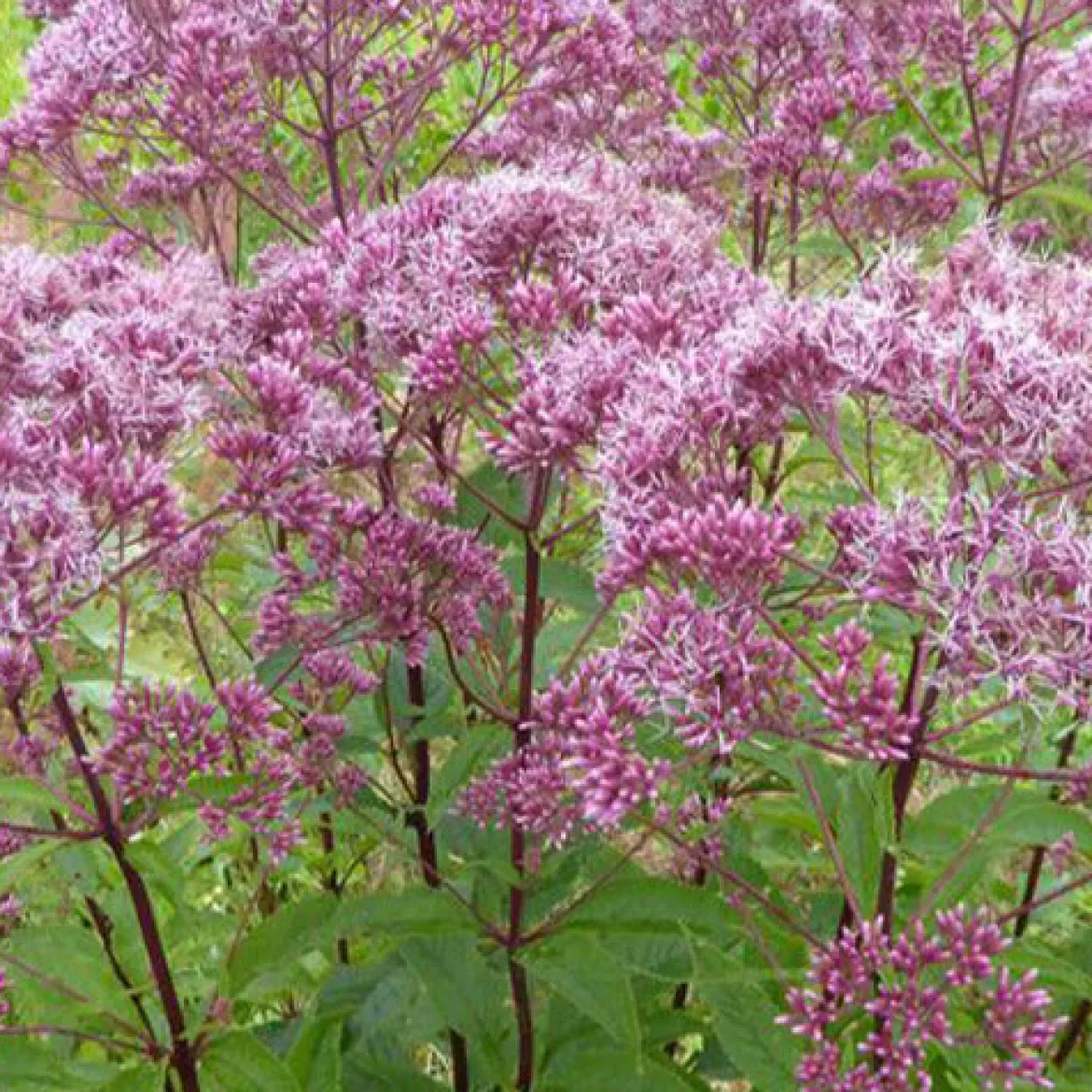 Eupatoire maculée Atropurpureum - Un géant rose pour papillons