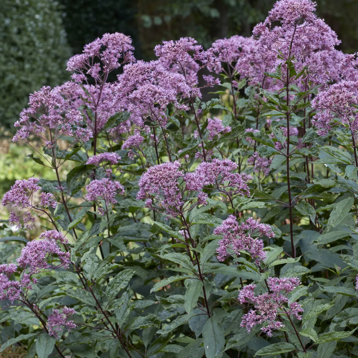 Eupatoire maculée Phantom - Un nuage violet plein de vie