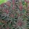 Euphorbe amygdaloides Ruby Glow - Le feuillage rouge qui illumine l'ombre