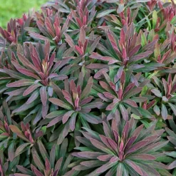 Euphorbe amygdaloides Ruby Glow - Le feuillage rouge qui illumine l'ombre
