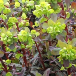 Euphorbe amygdaloides Ruby Glow - Le feuillage rouge qui illumine l'ombre