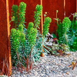 Euphorbe characias Black Pearl - Feuillage graphique toute l'année